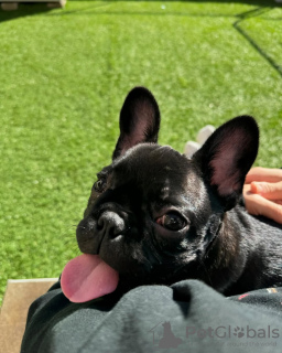Photo №4. Je vais vendre bouledogue en ville de Дрезден. annonce privée - prix - 404€