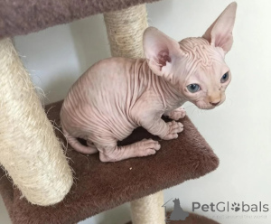 Photo №1. sphynx - à vendre en ville de Birlenbach | 339€ | Annonce № 178047