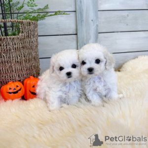 Photo №1. bichon maltais - à vendre en ville de Helsinki | négocié | Annonce №99698