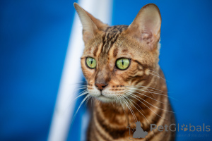 Photo №2 de l'annonce № 176889 de la vente bengal - acheter à Biélorussie de la fourrière, éleveur