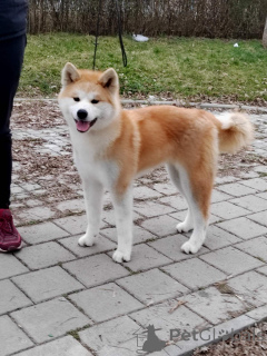 Photo №4. Je vais vendre akita (chien) en ville de Kruševac. éleveur - prix - négocié