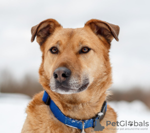 Photo №1. chien bâtard - à vendre en ville de Москва | Gratuit | Annonce №78100
