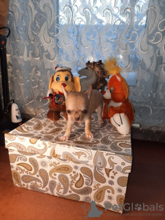 Photo №2 de l'annonce № 8756 de la vente chihuahua - acheter à Fédération de Russie éleveur