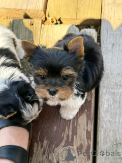 Photo №4. Je vais vendre biewer yorkshire terrier en ville de Флорида Сити. annonce privée, éleveur - prix - 1063€