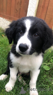 Photo №1. border collie - à vendre en ville de Brême | 400€ | Annonce №149056