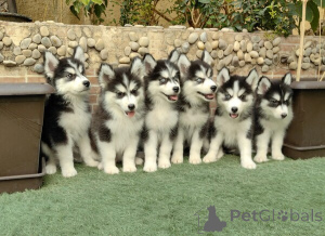 Photo №1. husky de sibérie - à vendre en ville de Anvers | négocié | Annonce №169668