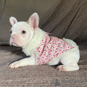 Photos supplémentaires: Chiots Frenchie maintenant disponibles