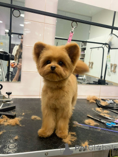 Photo №1. caniche (jouet) - à vendre en ville de Ville de Londres | Gratuit | Annonce №157433