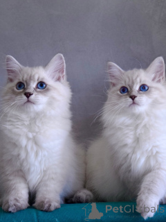 Photo №1. sibérien - à vendre en ville de Norrköping | négocié | Annonce № 167096