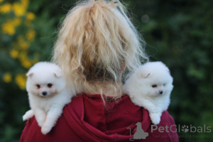 Photo №4. Je vais vendre spitz nain en ville de Minsk. annonce privée - prix - 250€