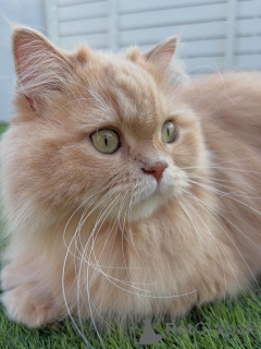 Photo №2 de l'annonce № 158457 de la vente sibérien - acheter à Islande annonce privée