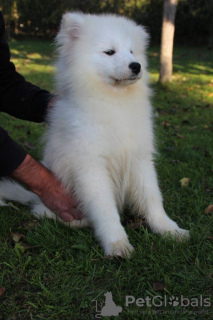 Photos supplémentaires: Beau chiot Samoyède