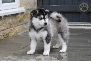 Photo №1. chien bâtard - à vendre en ville de Sarnen | négocié | Annonce №136084