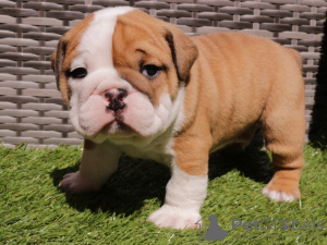 Photo №1. bulldog anglais - à vendre en ville de Delémont | 331€ | Annonce №71746
