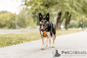 Photo №2 de l'annonce № 96529 de la vente chien bâtard - acheter à Fédération de Russie de l'abri