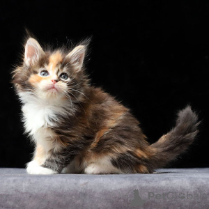Photo №1. maine coon - à vendre en ville de Hannover | 250€ | Annonce № 156674