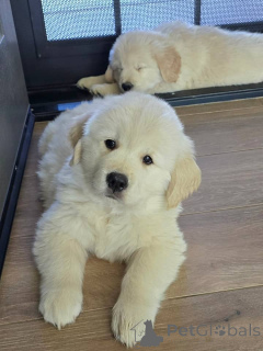 Photo №2 de l'annonce № 171755 de la vente golden retriever - acheter à Grèce annonce privée