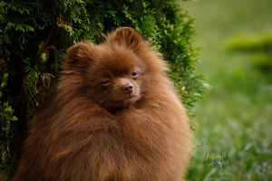 Photos supplémentaires: Spitz allemand marron