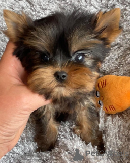 Photo №2 de l'annonce № 133368 de la vente yorkshire terrier - acheter à Allemagne annonce privée