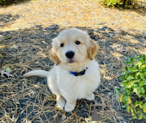 Photo №2 de l'annonce № 158710 de la vente golden retriever - acheter à Allemagne annonce privée