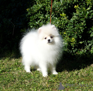 Photos supplémentaires: Chiots blancs optiques de race pure de l'union du chenil Fci