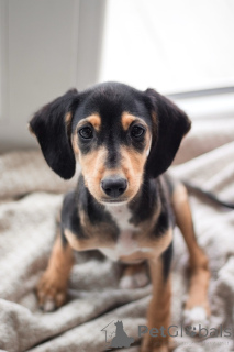 Photo №4. Je vais vendre chien bâtard en ville de Saint-Pétersbourg. annonce privée - prix - Gratuit