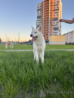 Photos supplémentaires: Chiots Akita Inu