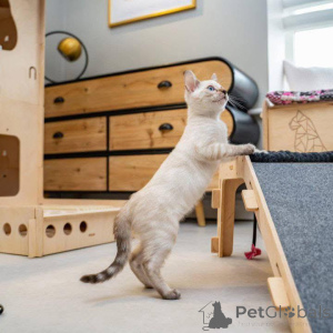 Photo №2 de l'annonce № 153224 de la vente bengal - acheter à Suède annonce privée