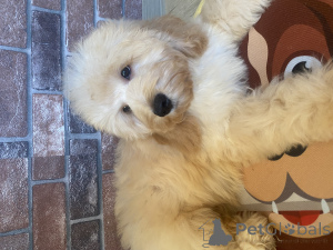 Photo №3. Chiot Cockapoo. Fédération de Russie