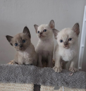 Photo №1. burmese - à vendre en ville de Isolé | 350€ | Annonce № 173914