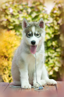 Photo №2 de l'annonce № 2565 de la vente husky de sibérie - acheter à Fédération de Russie de la fourrière