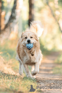 Photos supplémentaires: Le magnifique chien Norton est entre de bonnes mains.