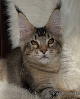 Photo №3. Maine coon. La Grande-Bretagne