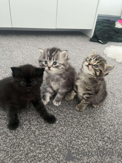 Photo №1. maine coon - à vendre en ville de Jardins | Gratuit | Annonce № 145305