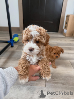 Photo №3. Chiots Cavapoo bien socialisés prêts pour de nouvelles maisons. Allemagne