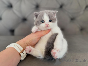Photo №2 de l'annonce № 172850 de la vente british shorthair - acheter à Irlande annonce privée