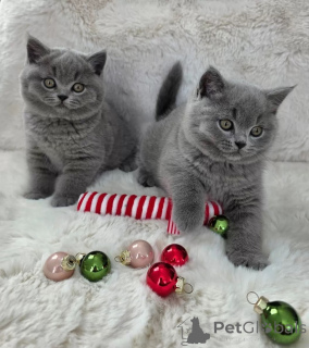 Photo №1. british shorthair - à vendre en ville de Riga | négocié | Annonce № 171308