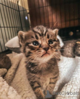 Photo №1. bengal - à vendre en ville de Karlsruhe | 100€ | Annonce № 148564