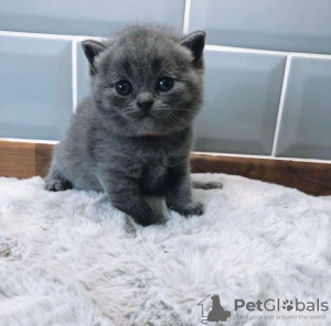 Photo №1. british shorthair - à vendre en ville de Berlin | 379€ | Annonce № 90825