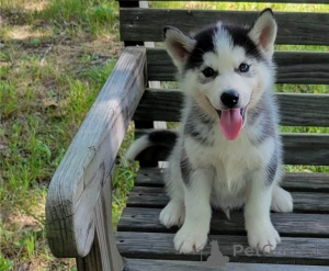 Photo №1. husky de sibérie - à vendre en ville de Arronman de Bruxelles Capital | négocié | Annonce №154910