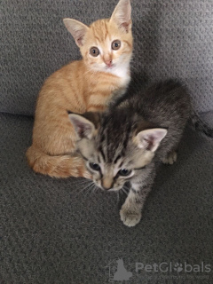 Photo №1. scottish fold - à vendre en ville de Melbourne | 265€ | Annonce № 125013