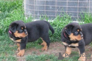 Photo №1. rottweiler - à vendre en ville de Bucharest | 350€ | Annonce №125735