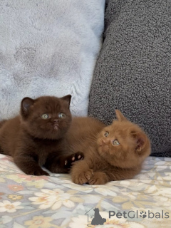 Photo №2 de l'annonce № 175233 de la vente british shorthair - acheter à L'Autriche éleveur