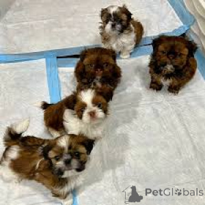 Photo №1. shih tzu - à vendre en ville de Ville de Londres | 700€ | Annonce №165559