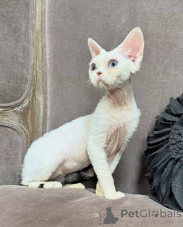 Photo №2 de l'annonce № 173268 de la vente cornish rex - acheter à Luxembourg annonce privée, éleveur