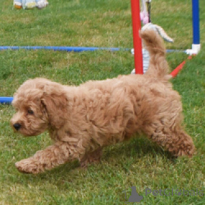 Photo №4. Je vais vendre golden retriever en ville de Düsseldorf. annonce privée - prix - 600€
