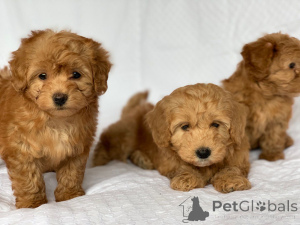 Photo №1. bichon havanais - à vendre en ville de Wevelgem | 500€ | Annonce №164871