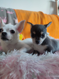 Photo №4. Je vais vendre chihuahua en ville de Nuremberg. annonce privée - prix - 1600€