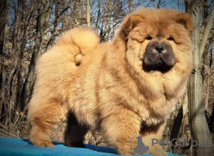 Photos supplémentaires: Chiens Chow Chow à vendre