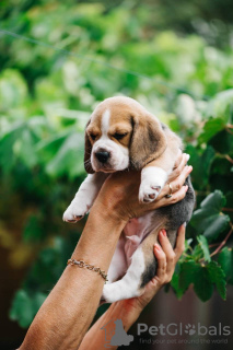 Photo №1. beagle - à vendre en ville de Redding | 331€ | Annonce №84062